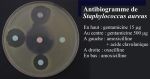 antibio2.jpg